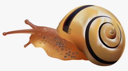 Snail Png Clip Art - خلفيات بلاك بيري تورش, Transparent Png, Free Download