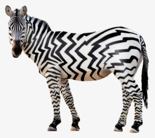 Zebra Png Free Download - Animals All Png, Transparent Png, Free Download