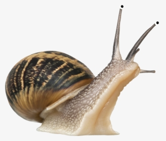 Snail Png - Snail Transparent Background, Png Download, Free Download