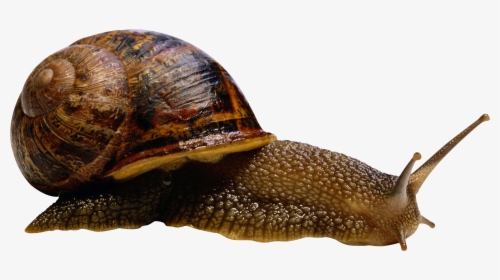 Snail Png - Snail Png - Sea Snail Transparent Background, Png Download, Free Download