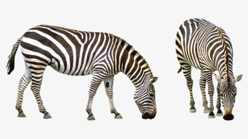 Zebra, Africa, Striped, Animals, Safari, Nature, Zoo - Zebra No Background, HD Png Download, Free Download