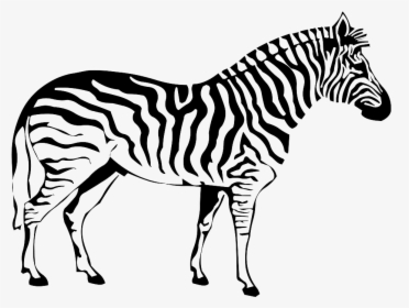 Zebra Png Image - Codigo De Barras Zebra, Transparent Png, Free Download