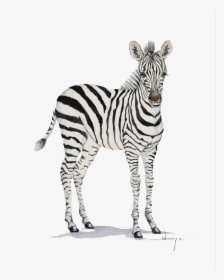Baby Zebra Transparent Background, HD Png Download, Free Download