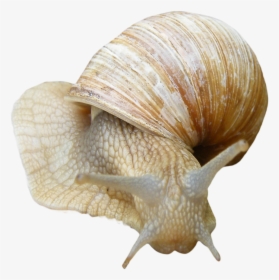 Snail With Clear Background, HD Png Download, Free Download