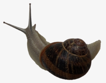 Snail Free Png Image - Snail Gif Png, Transparent Png, Free Download