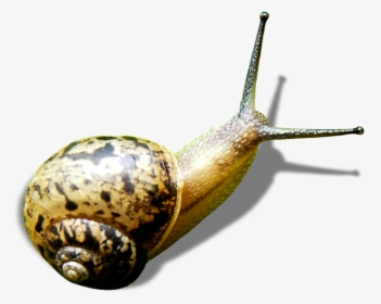 Snails Png Download - Lymnaeidae, Transparent Png, Free Download