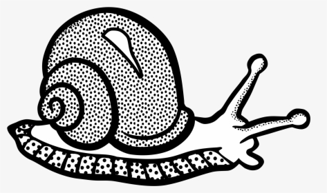 Transparent Snail Png - Snail Black And White, Png Download, Free Download