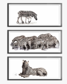 Zebra Collection - Zebra - Zebra, HD Png Download, Free Download