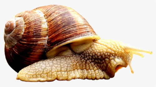 Snail, Animal, House, Crawl, Shell, Cut Out, Exemption - Crawl Animal, HD Png Download, Free Download