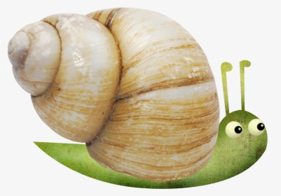 Snail Escargot Orthogastropoda - Escargot, HD Png Download, Free Download