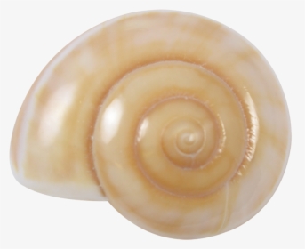 Light Brown Land Snail Shell 2-2 - Spiral, HD Png Download, Free Download