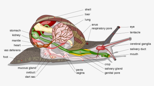 Diagram Of A Snail, HD Png Download, Free Download