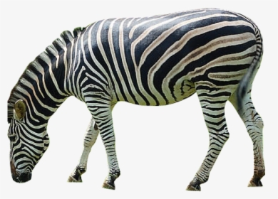 Zebra Png Transparent Images - Zebra Transparent Png, Png Download, Free Download