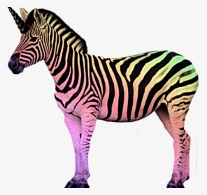 #rainbow #zebra #unizebra #magical #challenge - Zebra Stock, HD Png Download, Free Download
