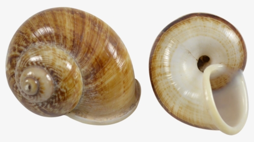 Brown Mountain Snail Shell - Gastropod Shell, HD Png Download, Free Download
