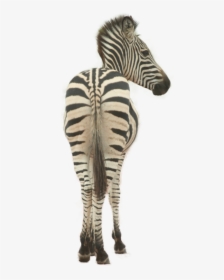Zebra, HD Png Download, Free Download