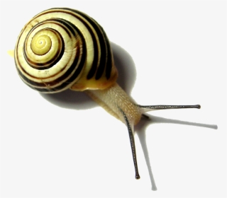 Sea-snail - Улитка С Полосатым Панцирем, HD Png Download, Free Download