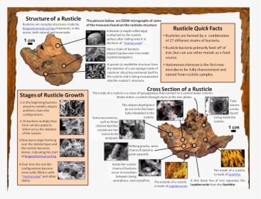 Rusticle Infographic - Paper, HD Png Download, Free Download