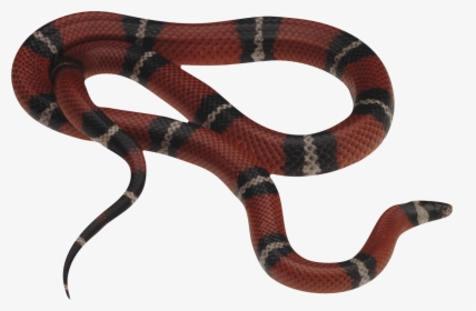 real gucci snake