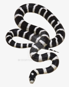 California Snake On A Background By Zoostock - Real Black And White Snake, HD Png Download, Free Download