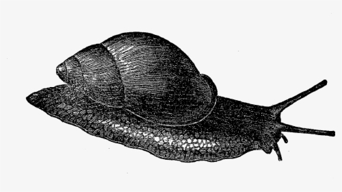 Snail , Transparent Cartoons - Sea Snail, HD Png Download, Free Download