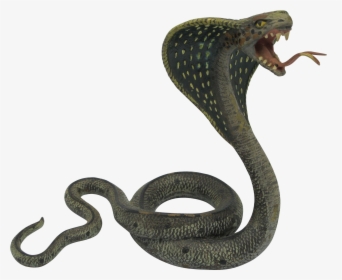 Cobra Snake Png - Black Mamba King Cobra Snakes, Transparent Png, Free Download