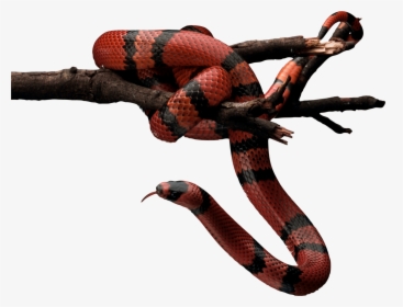 Featured image of post Gucci Png Snake Get up to 50 off