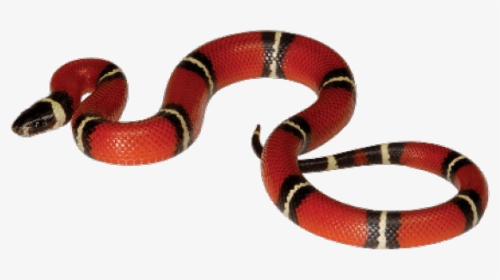 Gucci Clipart Corn Snake - Coral Snake Png, Transparent Png, Free Download