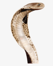 Snake King Cobra - Png Anaconda, Transparent Png, Free Download