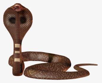 Cobra Snake Png - Snake Hd Png, Transparent Png, Free Download