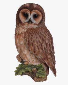 Owl Png Photo - Tawny Owl Clipart, Transparent Png, Free Download