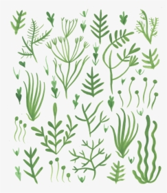 Seaweed, HD Png Download, Free Download