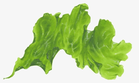 Seaweed Png Transparent - Seaweed Leaf Transparent Png, Png Download, Free Download