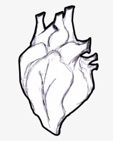 Human Heart Lineart Png - Real Life Heart Drawing, Transparent Png, Free Download