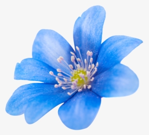 Flower Png Images - Clematis, Transparent Png, Free Download