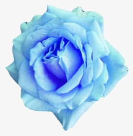 Flower,rose,flowering Plant,blue,blue Rose,garden Roses,petal,rose - Sky Blue Flower Png, Transparent Png, Free Download