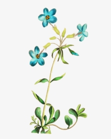 Beautiful Blue Flower - Wild Flower Clipart Transparent, HD Png Download, Free Download