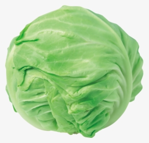 Cabbage Png Image - Cabbage Png Clipart, Transparent Png, Free Download