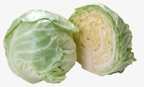 Cabbage Png, Transparent Png, Free Download
