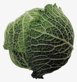 Large Cabbage - Cabbage, HD Png Download, Free Download
