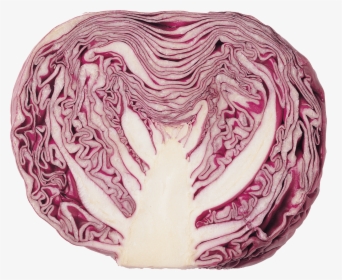 Cabbage Red - Transparent Red Cabbage Png, Png Download, Free Download