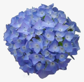 Hydrangea Flowers Png, Transparent Png, Free Download