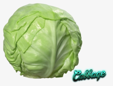 Red Cabbage Cauliflower Savoy Cabbage Napa Cabbage - Cabbage Png, Transparent Png, Free Download