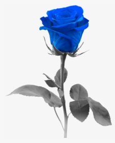 Blue Rose, HD Png Download, Free Download