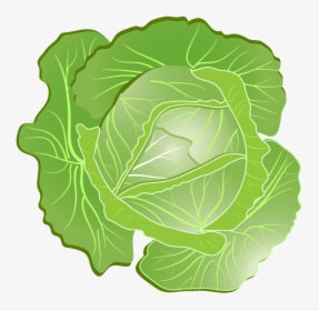 Download For Free Cabbage Png Clipart - Cabbage Clipart Png, Transparent Png, Free Download