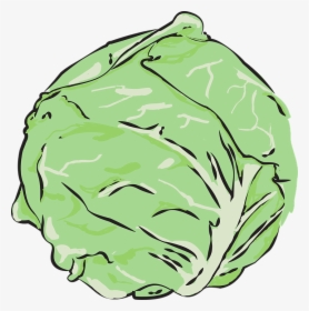 Cabbage, Vegetables, Clean - Head Of Lettuce Vector, HD Png Download, Free Download