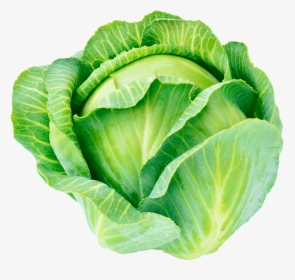 Png Cabbage, Transparent Png, Free Download