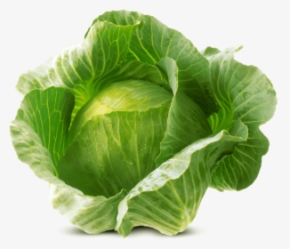 White Cabbage Von Elo - Transparent Background Cabbage Png, Png Download, Free Download