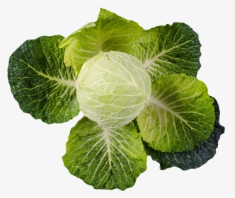 Cabbage, HD Png Download, Free Download