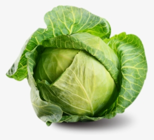 Cabbage Png Free Image Download - Cabbage Png, Transparent Png, Free Download